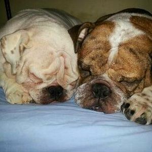 Meet your Posher, Joy